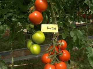 Сорт томата Толстой (F1)