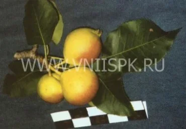 Сорт груши Веселинка (Новинка) 0