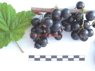 Сорт смородины черной Агата