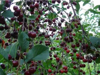 Сорт вишни Ассоль(Вишня)