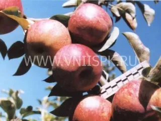 Сорт яблони Дин Арт