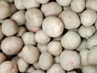 Сорт картофеля Легенда