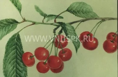 Сорт вишни Аморель Никифорова 0
