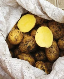 Сорт картофеля Бернина 0