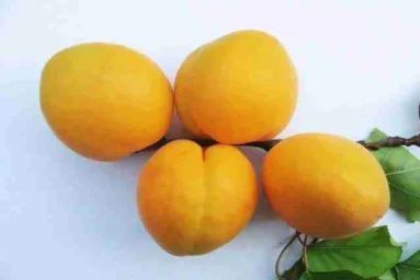 Сорт абрикоса Крымский Амур 0