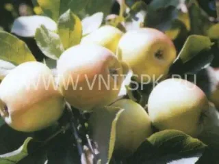 Сорт яблони Старк