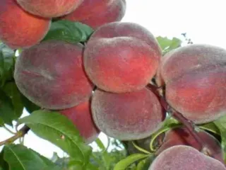 Сорт персика Улюбленый