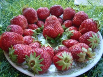 Сорт клубники Марышка 0