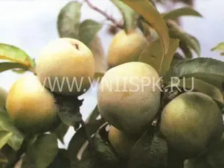 Сорт яблони Ренет Симиренко (Ренет П. Ф. Симиренко, Зеленый Ренет Симиренко)