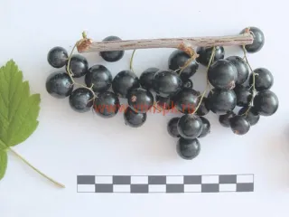 Сорт смородины черной Гармония
