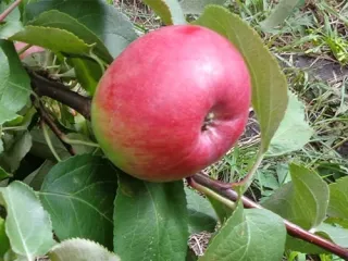 Сорт яблони Первоуральская