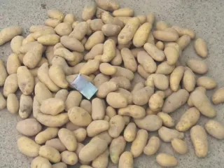 Сорт картофеля Гранада