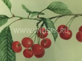 Сорт вишни Аморель Никифорова