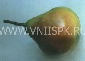 Сорт груши Мелитопольская Сочная 0