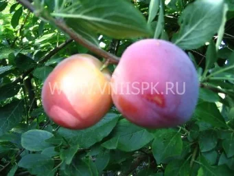 Сорт алычи Евгения 0