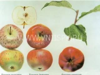 Сорт яблони Коричное Полосатое (Коричное, Коричневое)