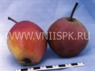 Сорт груши Любина (Аврора)
