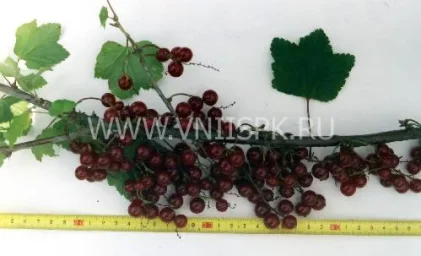 Сорт смородины красной Зеро 0