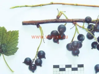 Сорт смородины черной Чемпион Приморья
