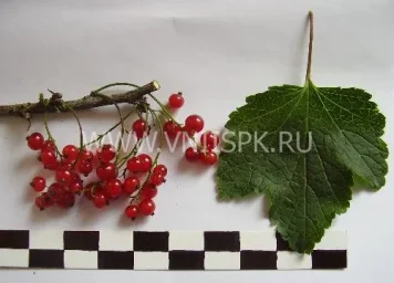Сорт смородины красной Светлана 0