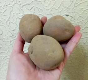 Сорт картофеля Армада 0