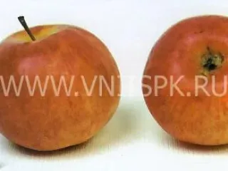 Сорт яблони Алтынай