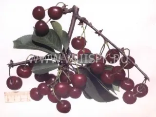 Сорт вишни Шалунья (Вишня)