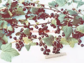 Сорт смородины черной Чебаркуль
