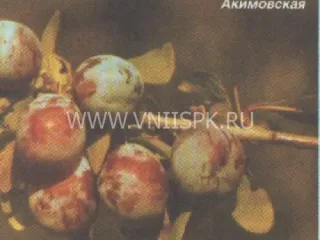 Сорт сливы домашней Акимовская