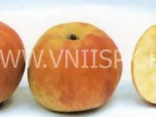 Сорт яблони Боровинка Акуловская