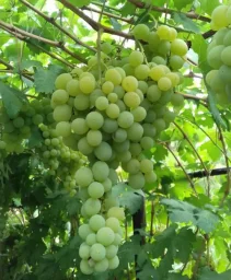 Сорт винограда Кеша 1