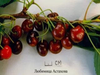 Сорт черешни Любимица Астахова