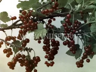 Сорт смородины красной Огни Урала