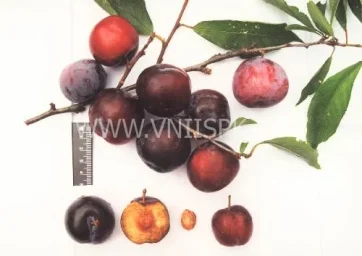 Сорт сливы китайской Вировская 0