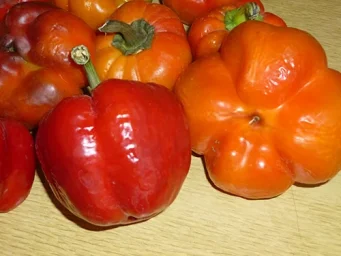 Сорт перца&nbsp;Ратунда 0