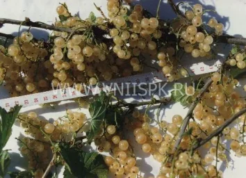 Сорт смородины красной Уральская Белая 0