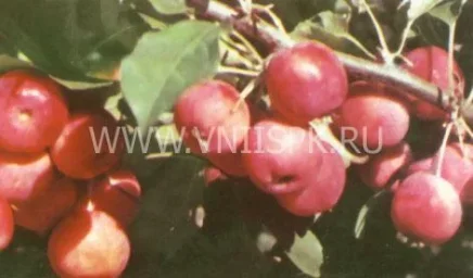 Сорт яблони Подарок Баму (Розовое) 0