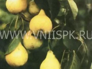 Сорт груши Июльская Ранняя