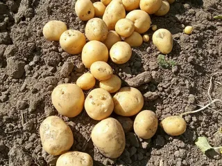 Сорт картофеля Нандина