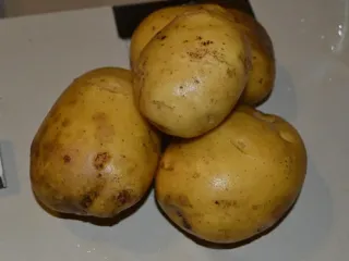 Сорт картофеля Латона