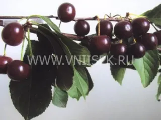 Сорт вишни Облачинская