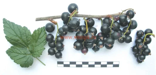 Сорт смородины черной Рита 0