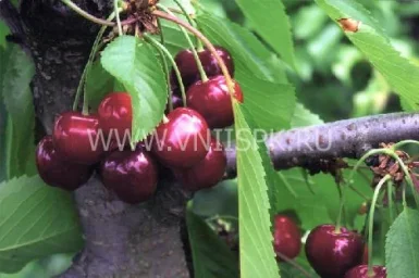 Сорт черешни Садко (Черешня) 0
