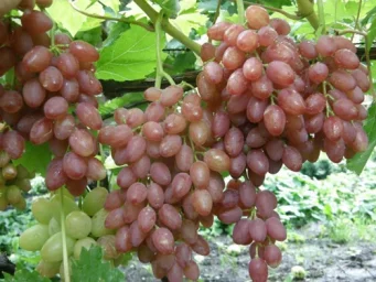 Сорт винограда Кишмиш лучистый 0