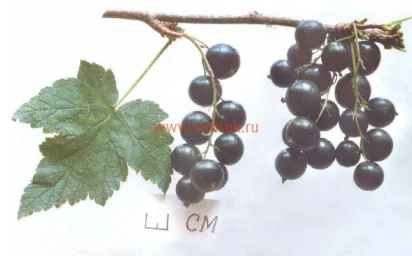 Сорт смородины черной Севчанка 0