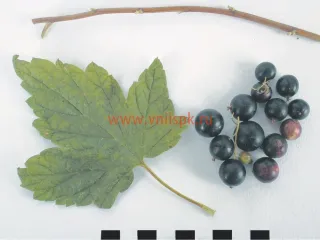Сорт смородины черной Августа (Смородина)