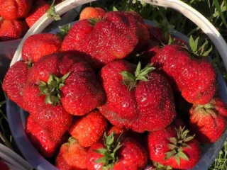 Сорт клубники Боровицкая