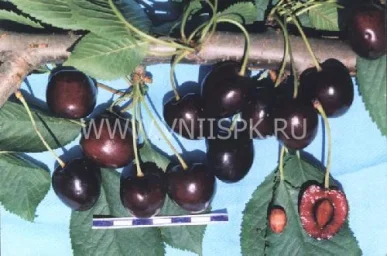 Сорт черешни Французская Чёрная 0