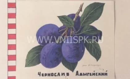 Сорт сливы домашней Чернослив Адыгейский 0