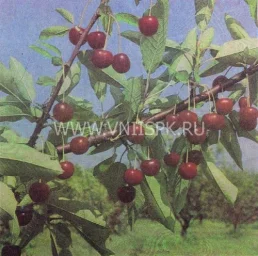 Сорт вишни Нефрис 0